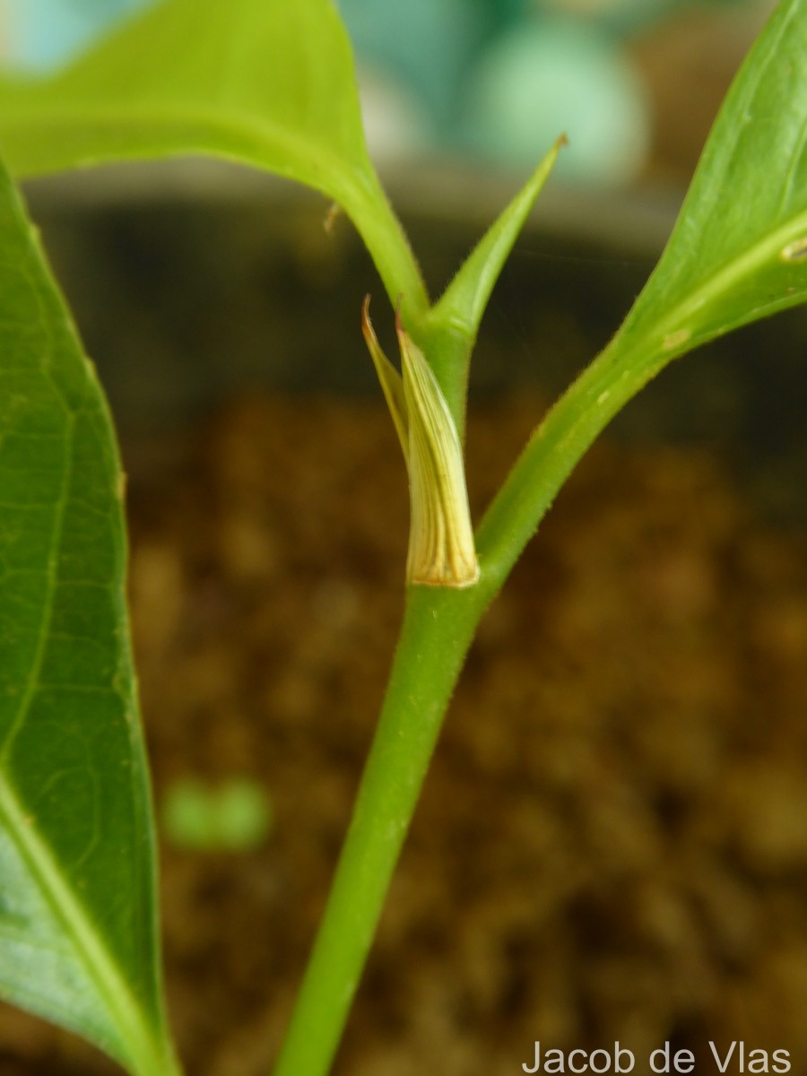Rinorea bengalensis (Wall.) Kuntze